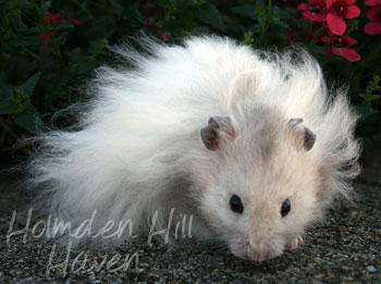 Silver Fox- Silver Pearl Umbrous Banded Longhaired